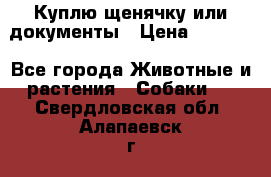 Куплю щенячку или документы › Цена ­ 3 000 - Все города Животные и растения » Собаки   . Свердловская обл.,Алапаевск г.